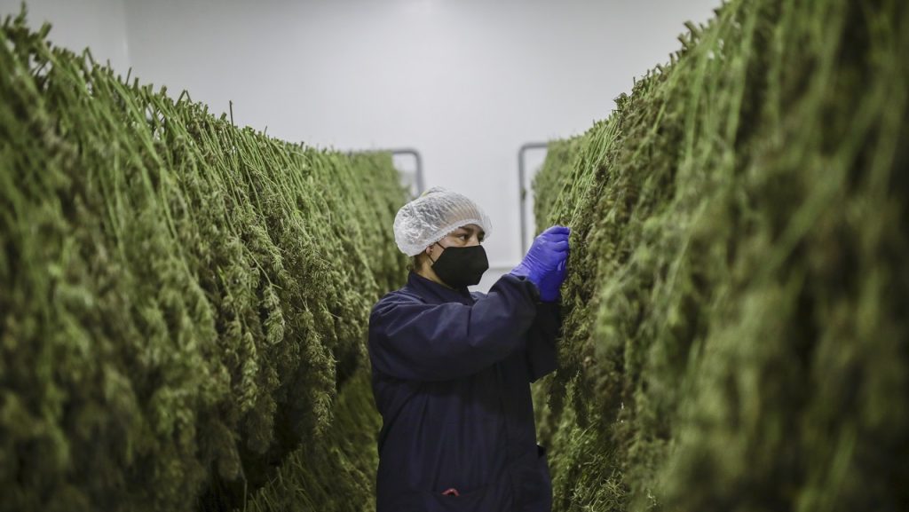 Plataformas de streaming como Twitch le abren la puerta al cannabis