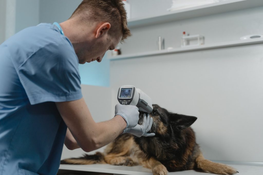 Mascotas veterinario