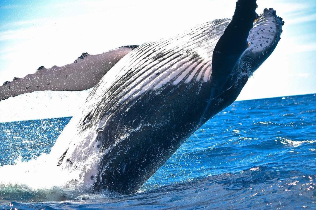 avistamiento de ballenas