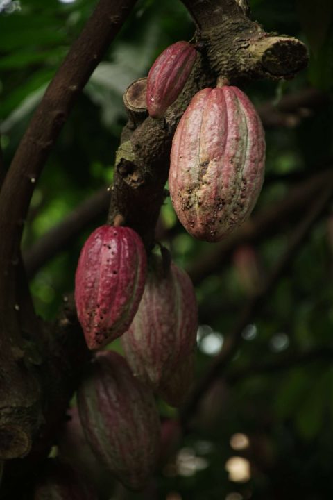 barras de chocolate
