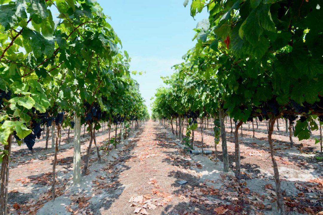 Vinos peruanos